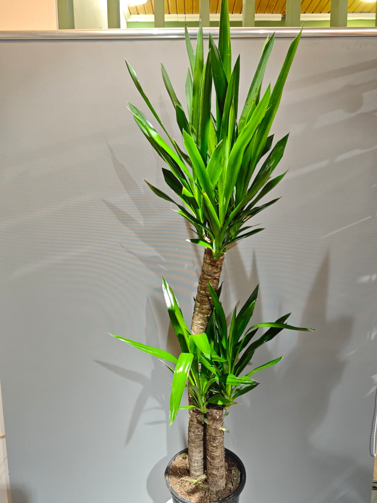 2li uzun yukka 160-170 cm