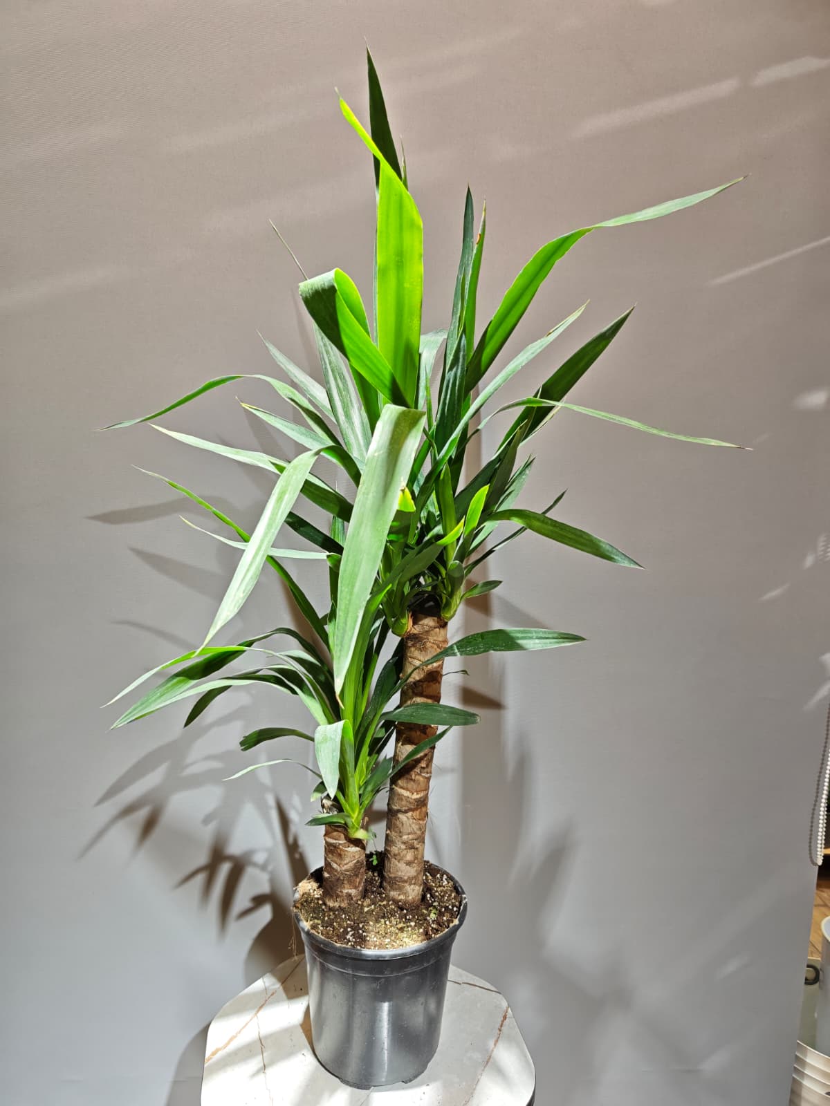 2li yukka 100-120cm
