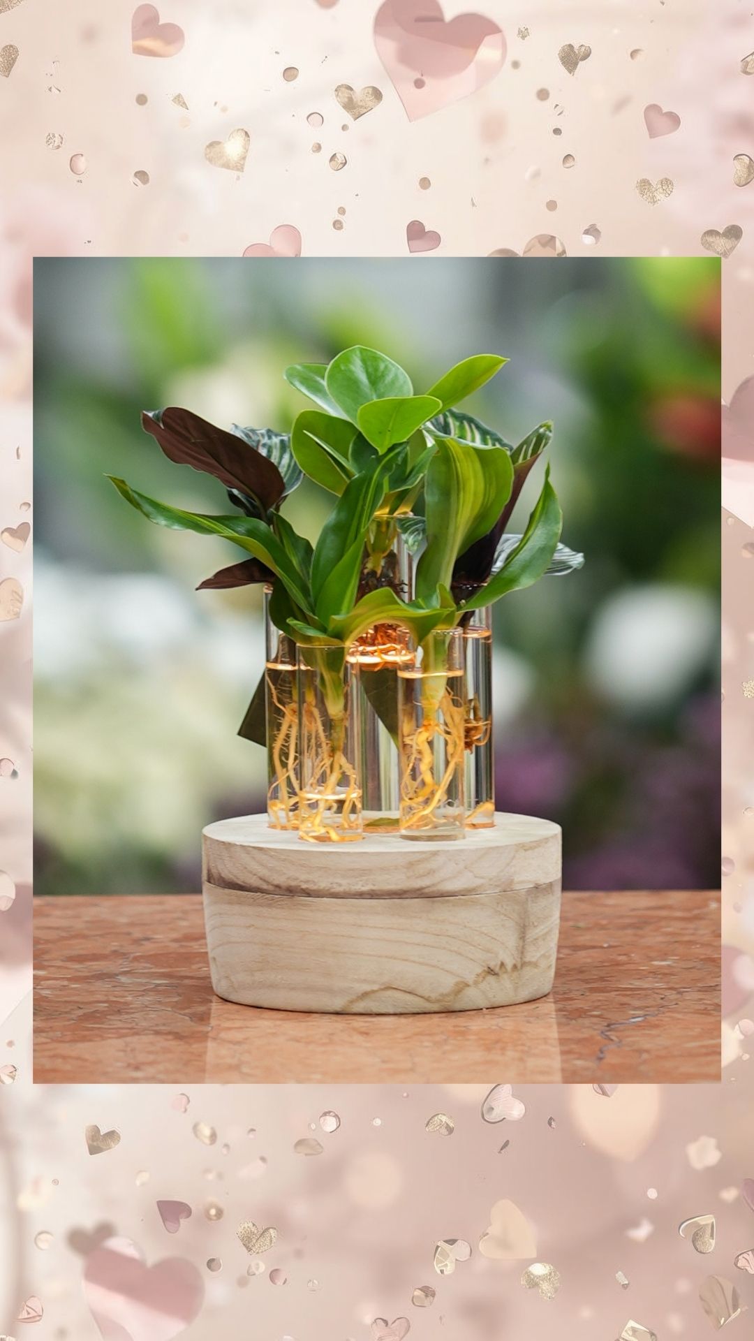 6 cam vazoda ışıklı su kültürü bitki