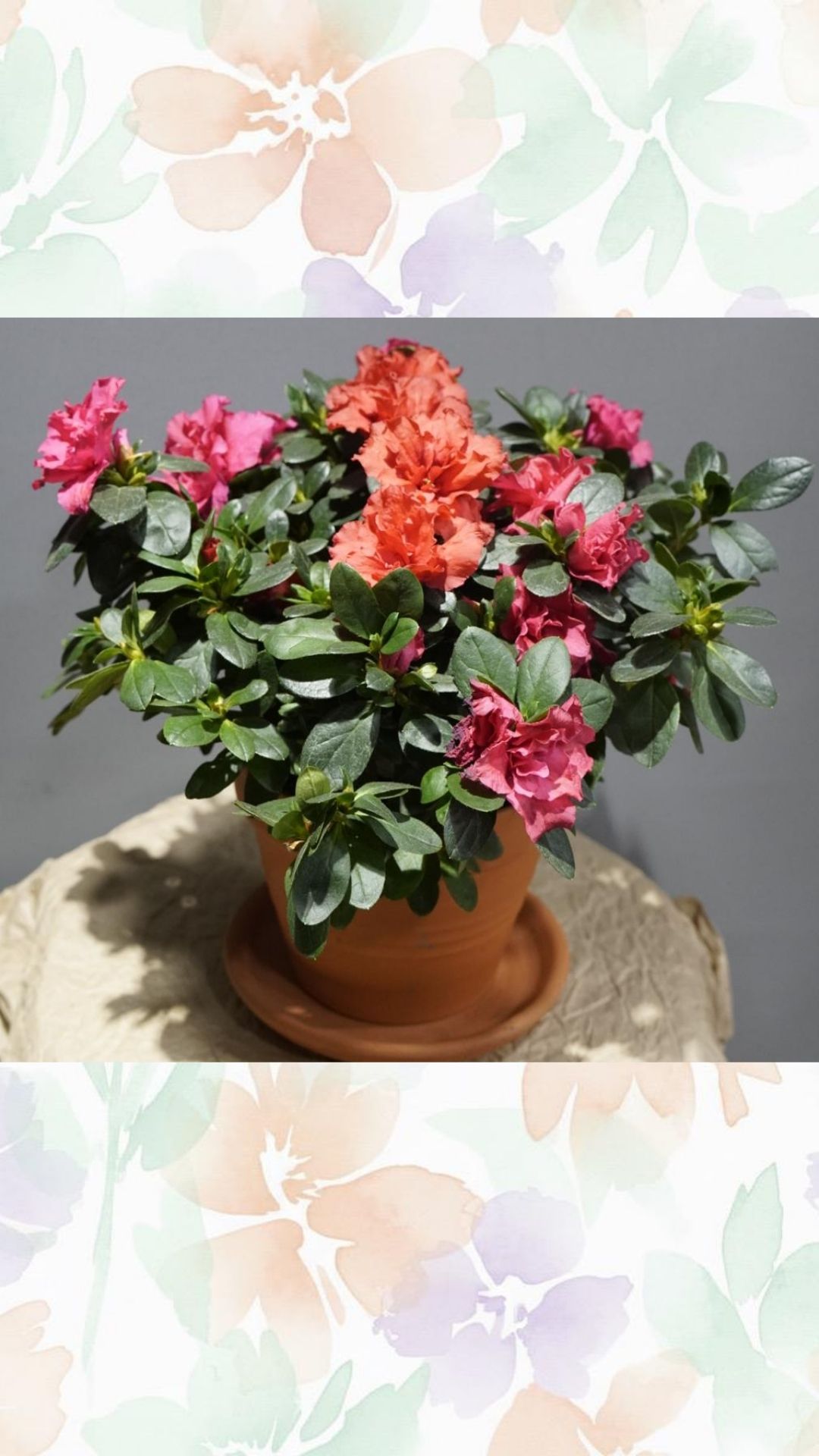 Açelya (seramik saksılı)