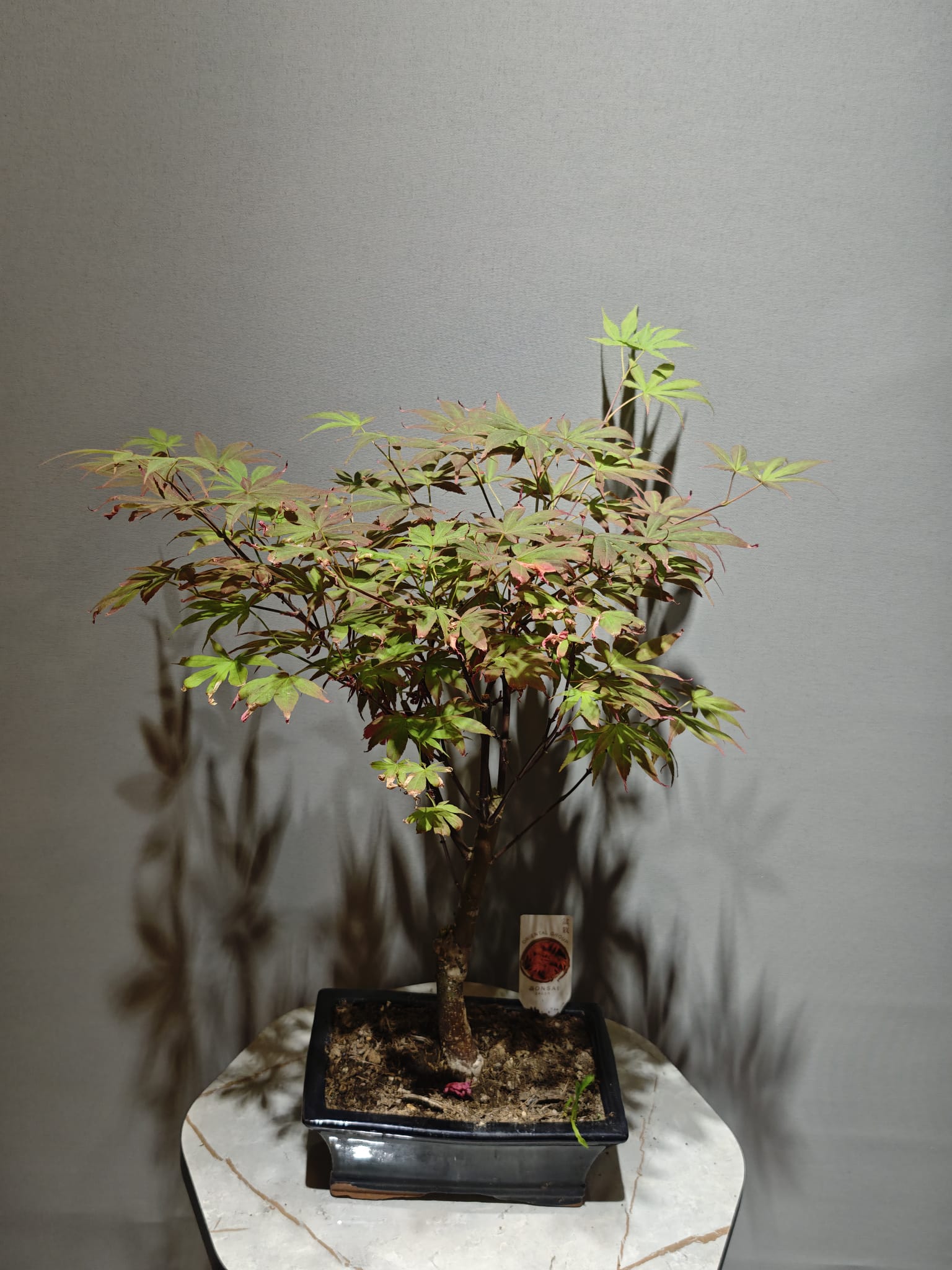 Akçaağaç Bonsai