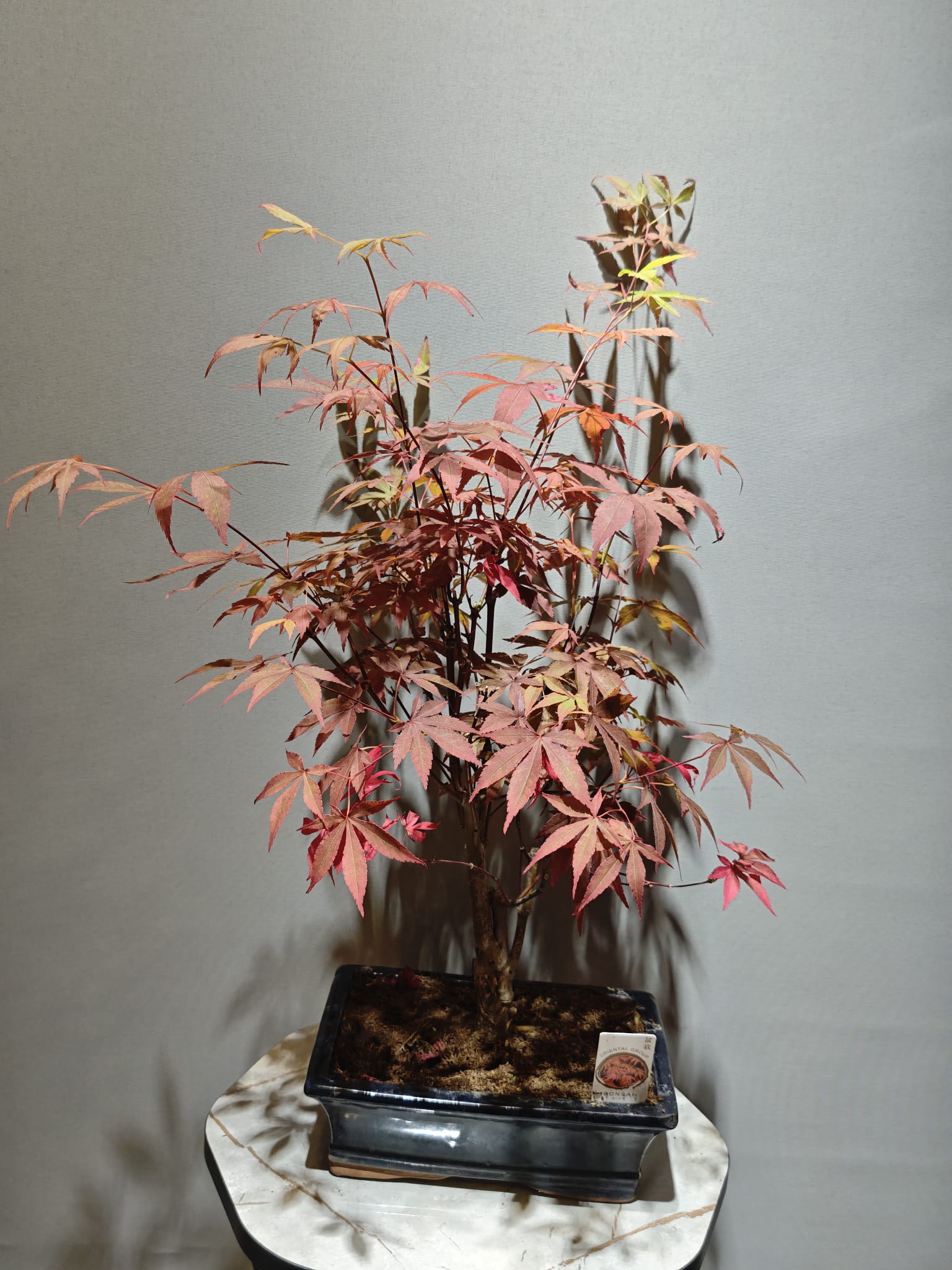 Akçaağaç Bonsai