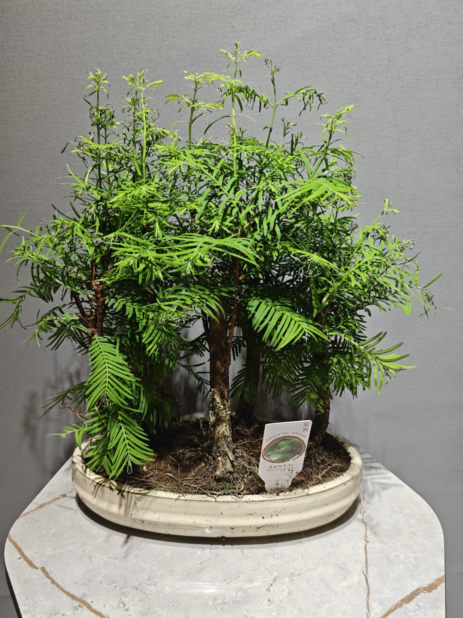 Su Ladini Bonsai