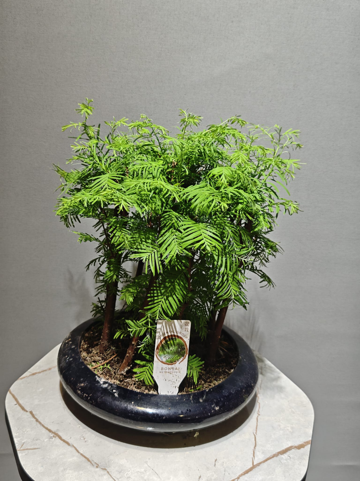 Su ladini Bonsai