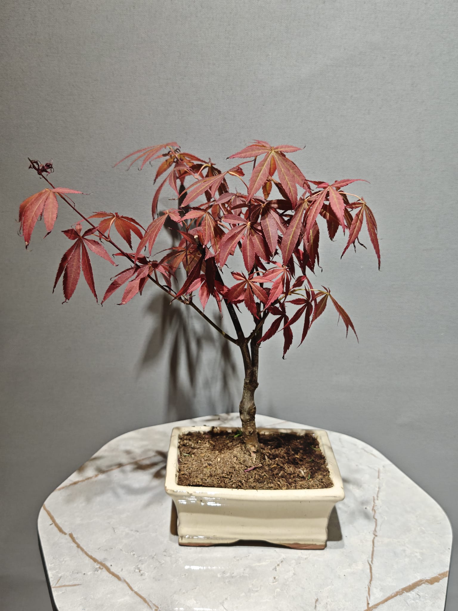 Akçağaç Bonsai