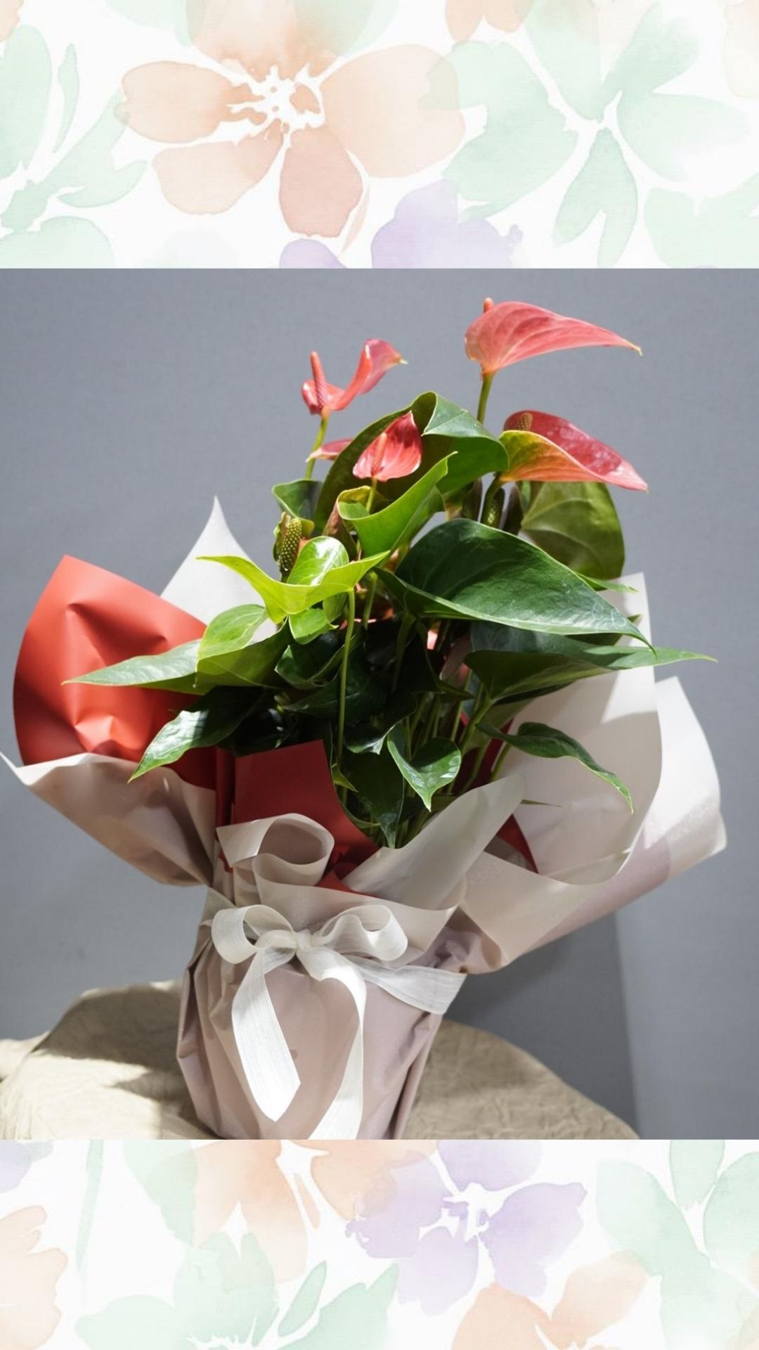 Anthorium büyük boy