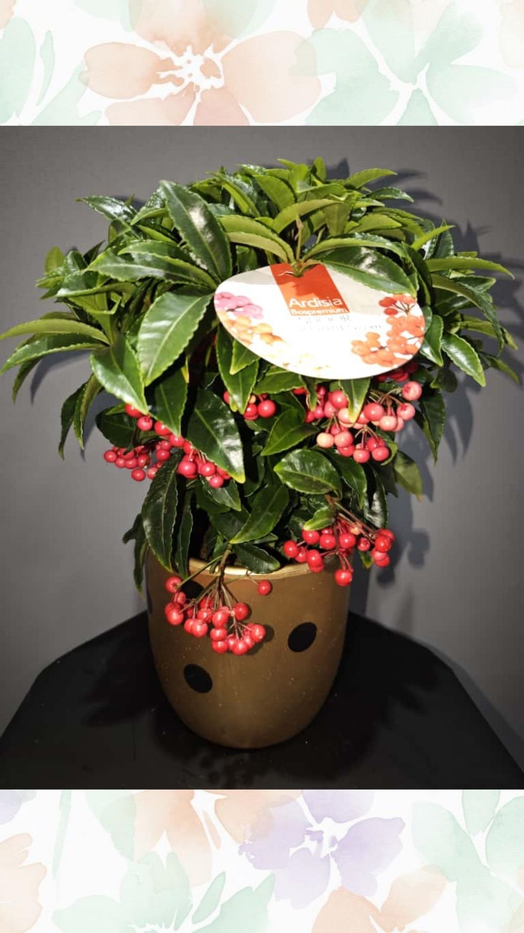 ardisia ( mercan ağacı )