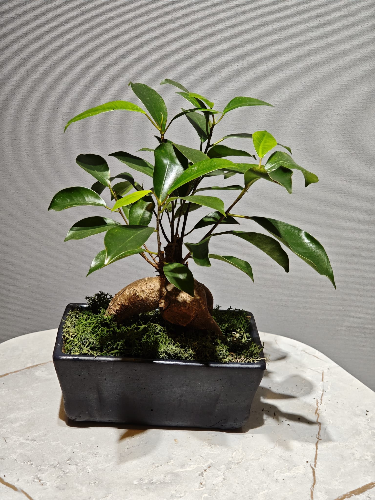 Benjamin Bonsai