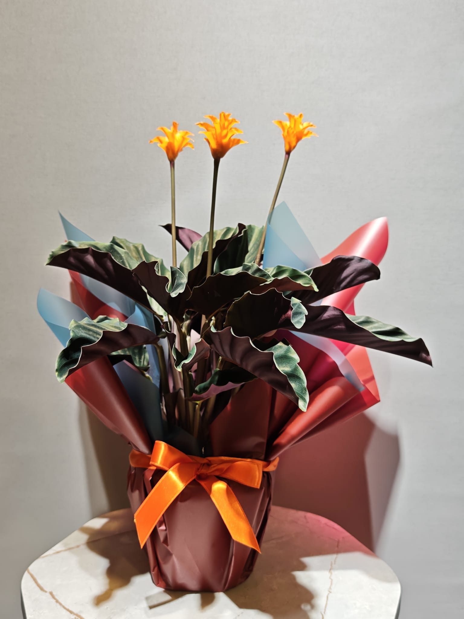 Calathea Crocata (Dua Çiçeği)