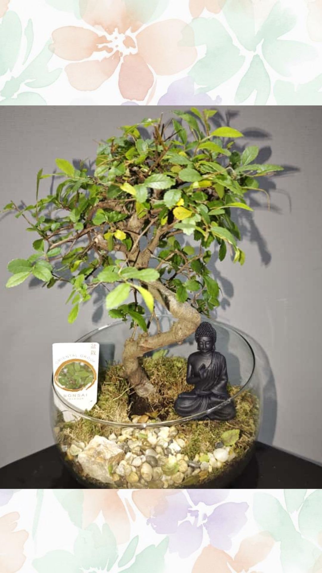 cam saksıda s bonsai