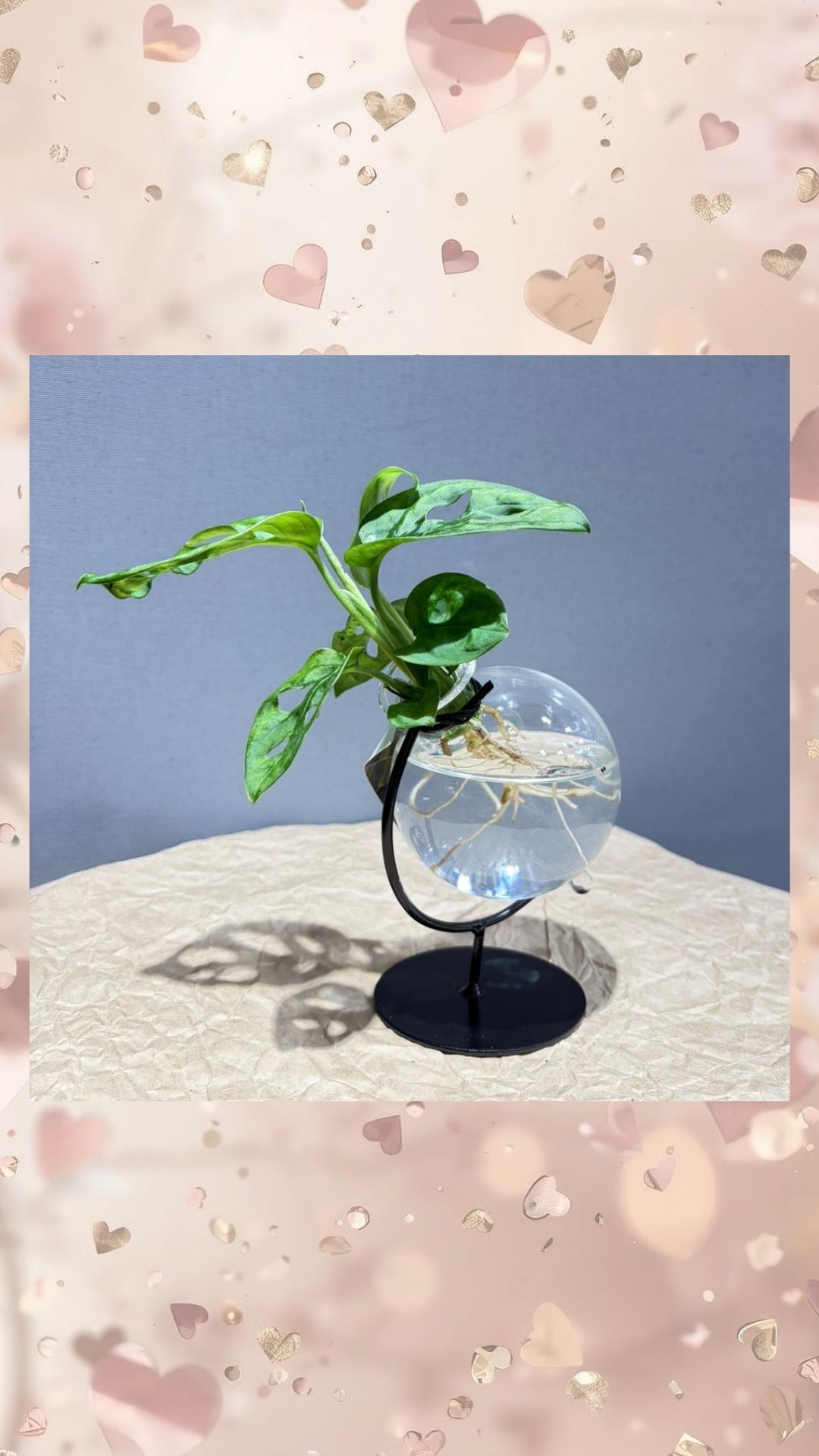 cam su kültürü mankey monstera