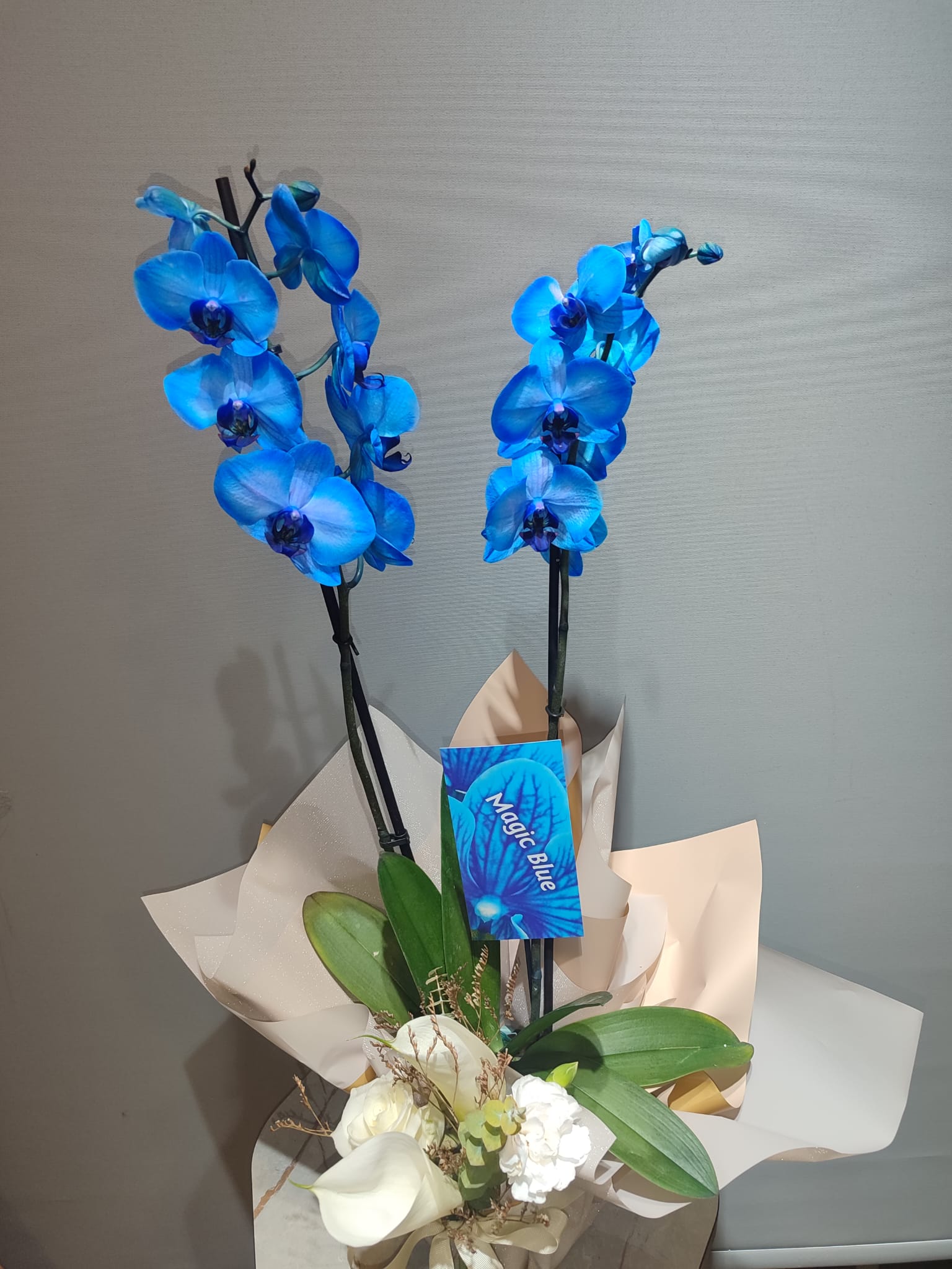 Çift Dallı Magic Blue Orkide