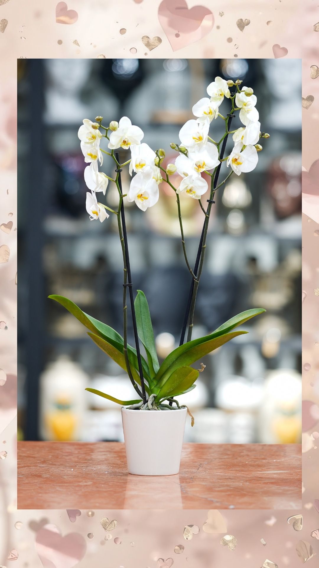 Çift Dallı Orkide (İTHAL- Seramik Saksılı)