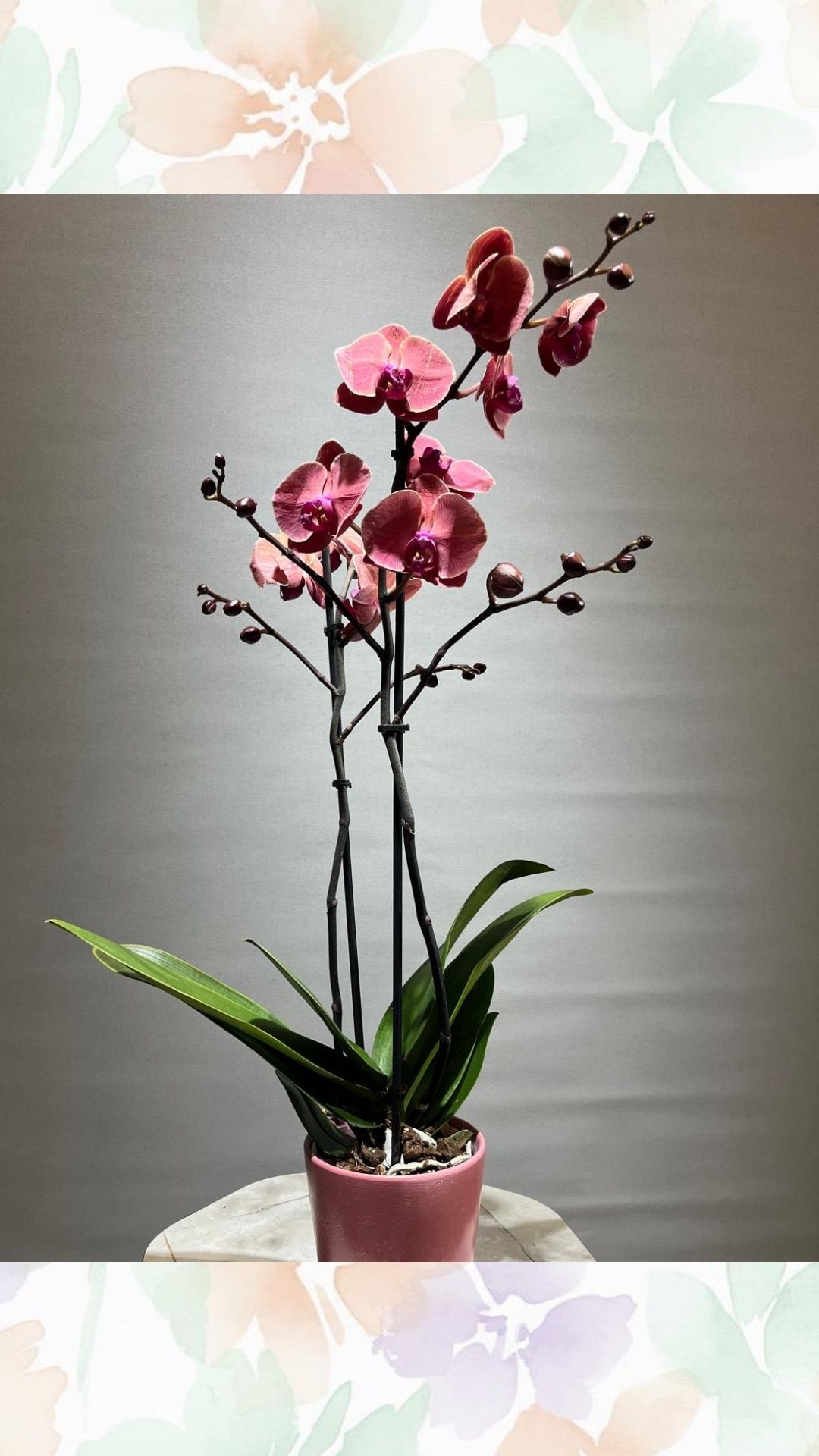 Çift Dallı Renkli Orkide (İTHAL- Seramik Saksılı)