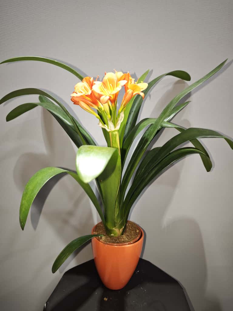 Clivia Miniata turuncu seramik saksılı