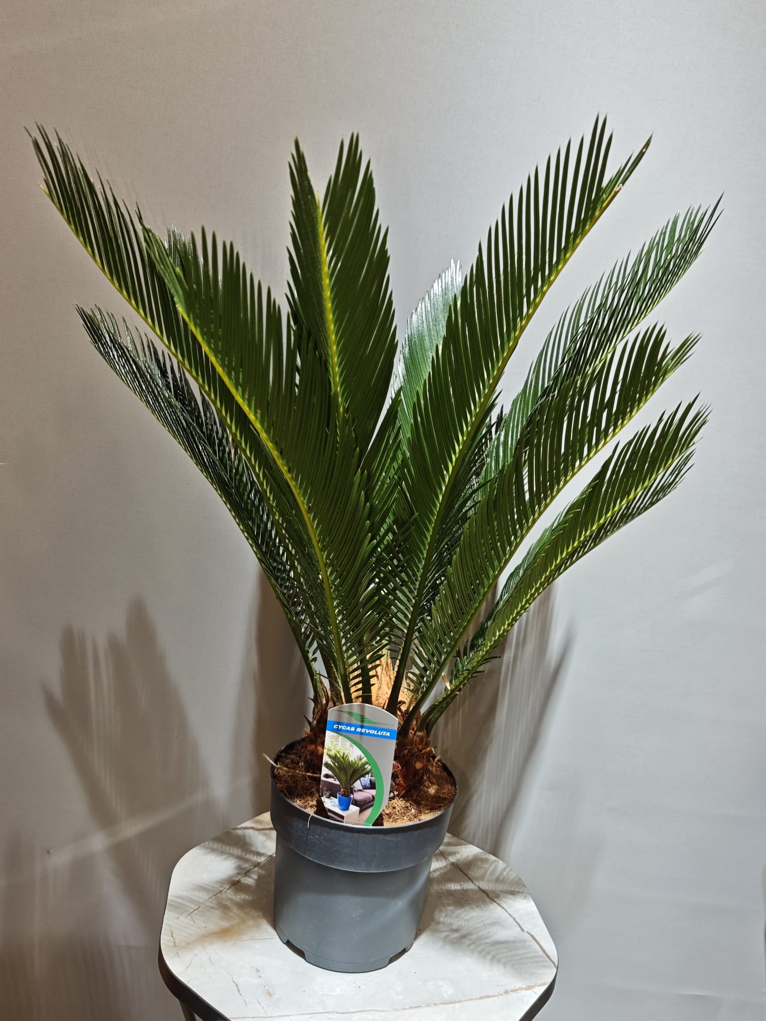 Cycas - Sikas - Japon Palmiyesi