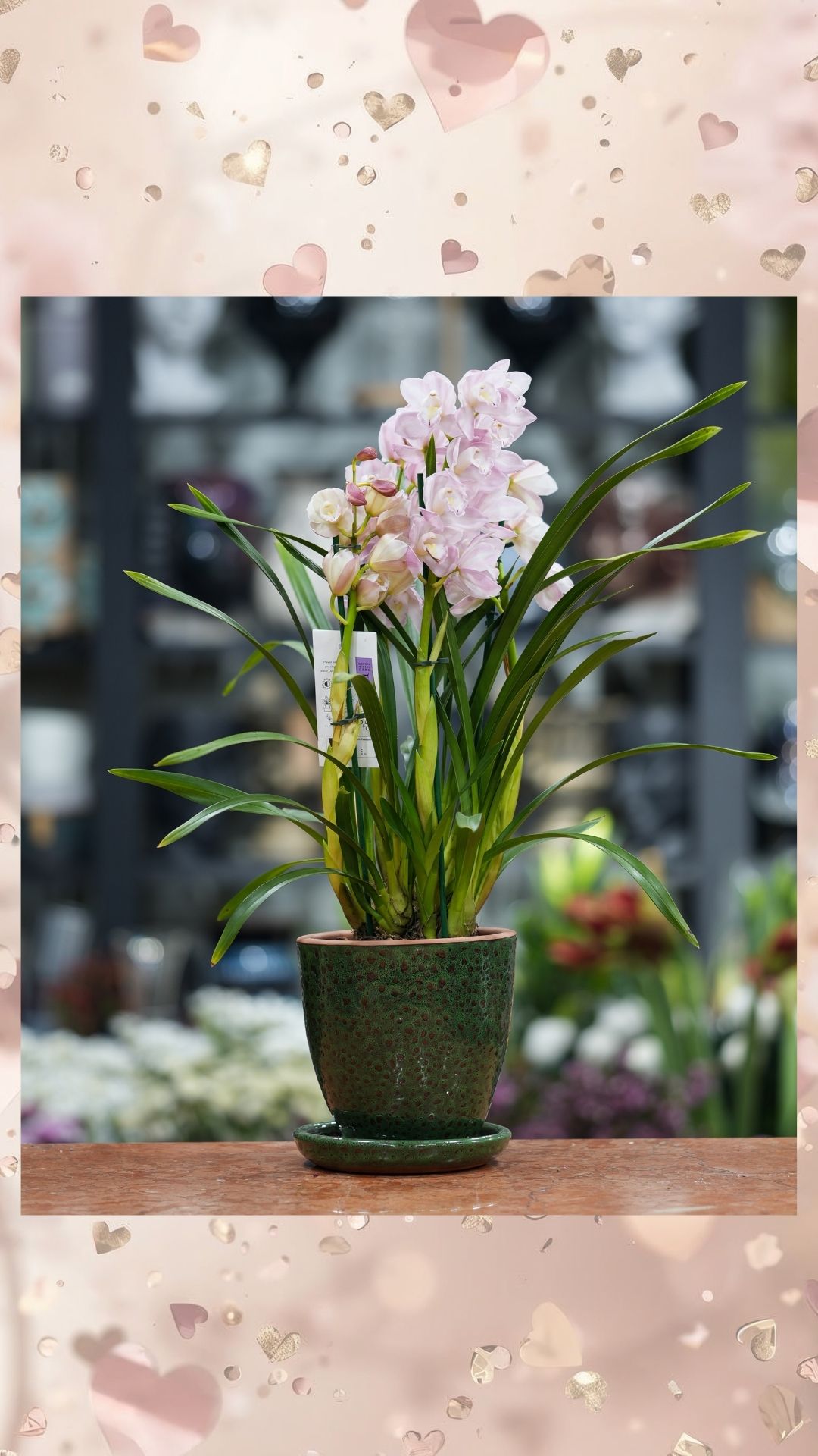 Cymbidium Orkide (İTHAL-saksısız)