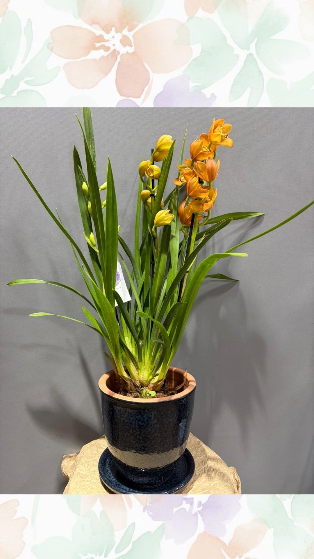 Cymbidium Orkide (İTHAL - Seramik Saksılı)