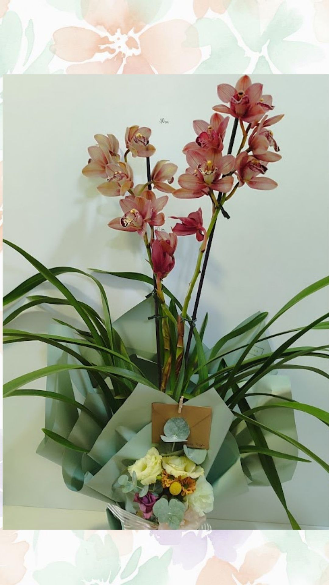 Cymbidium Orkide (İTHAL)