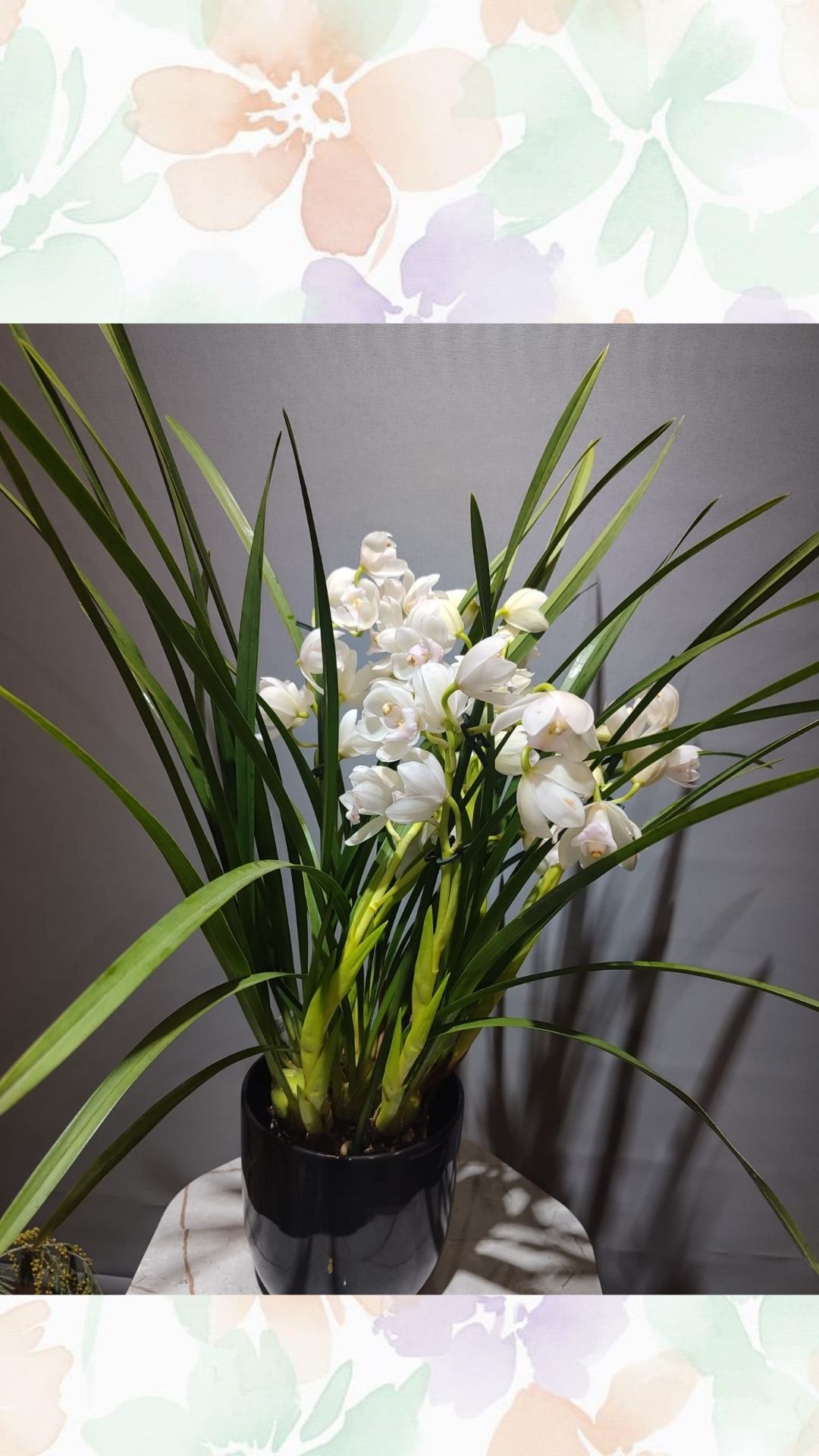Cymbidium Orkide (İTHAL)