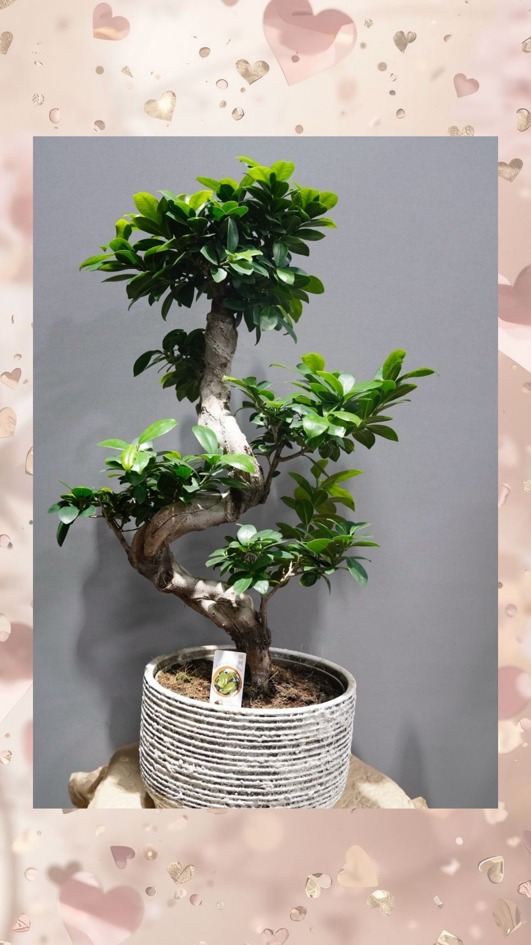 dev s bonsai