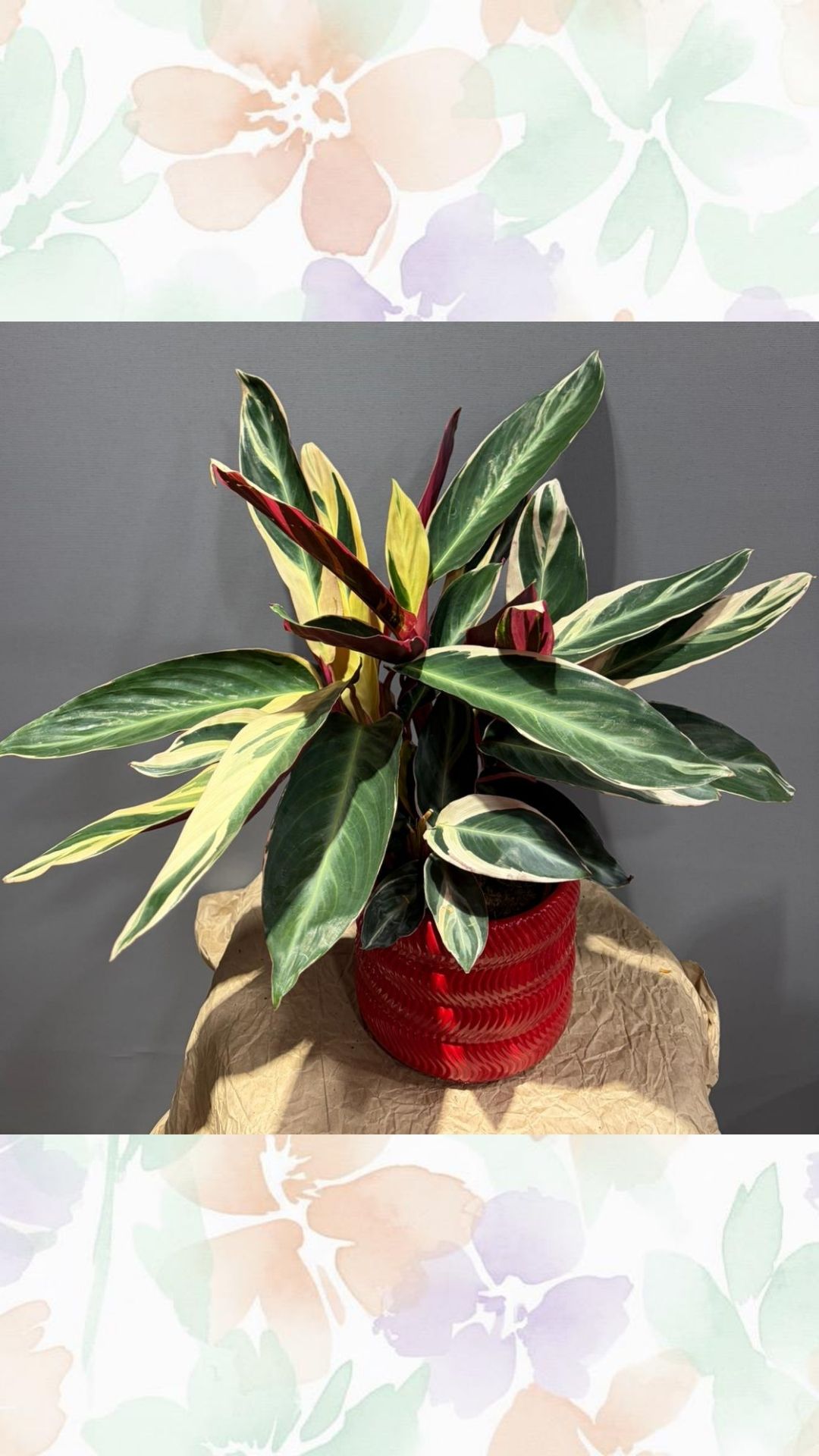 dua çiçeği pembe seramik saksılı