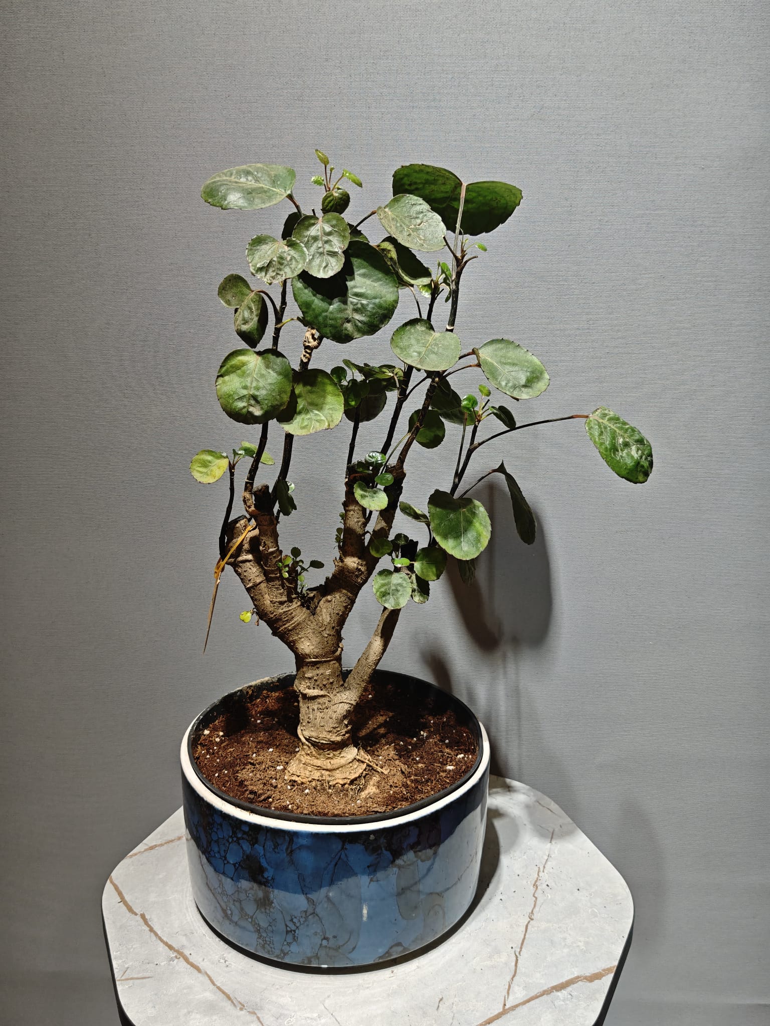 Fabian Bonsai (İTHAL - Seramik Saksılı)