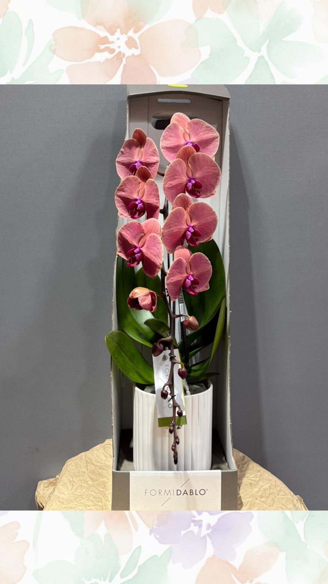 formidablo alev orkide ( premium ürün )