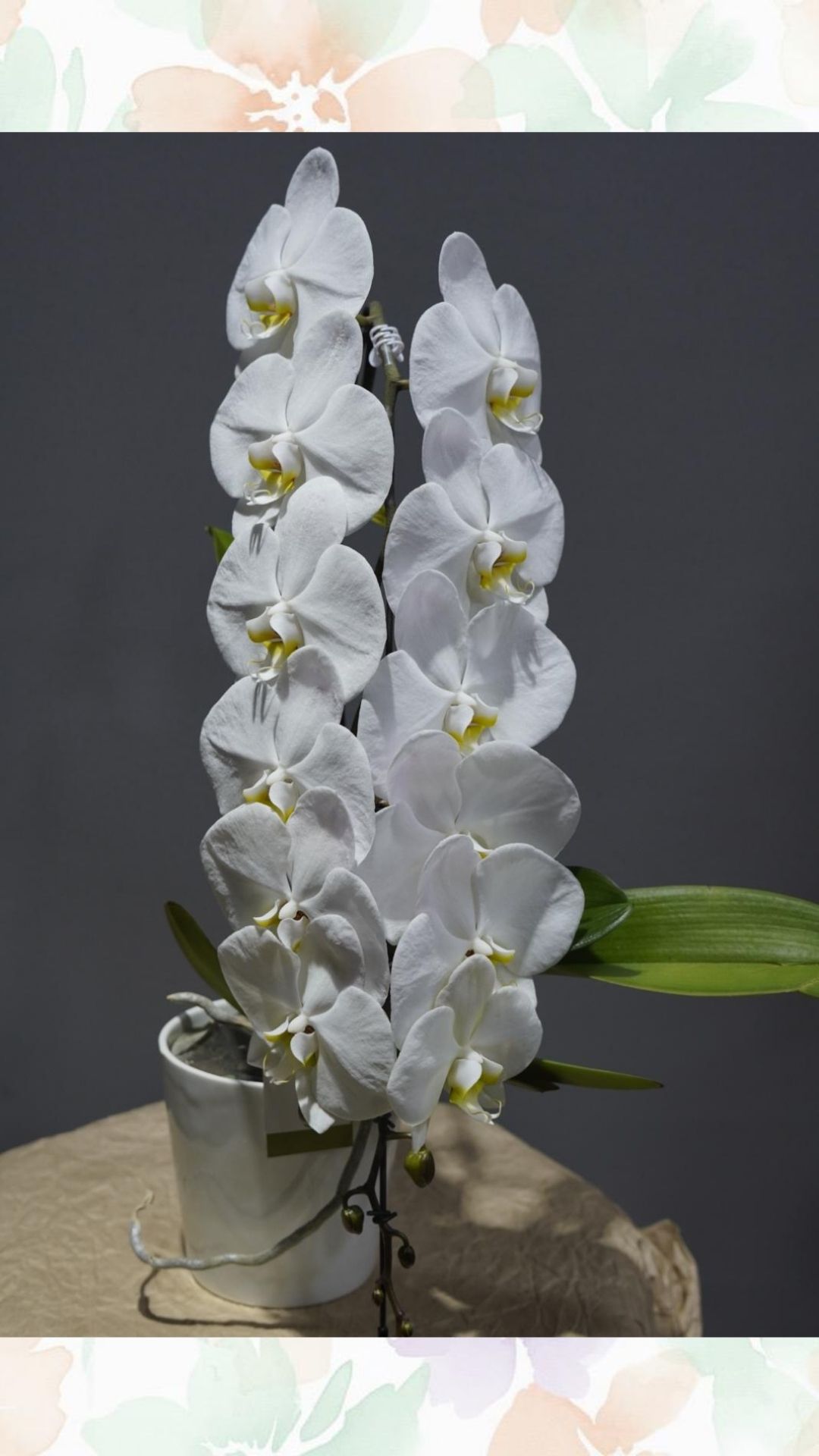 formidablo beyaz orkide