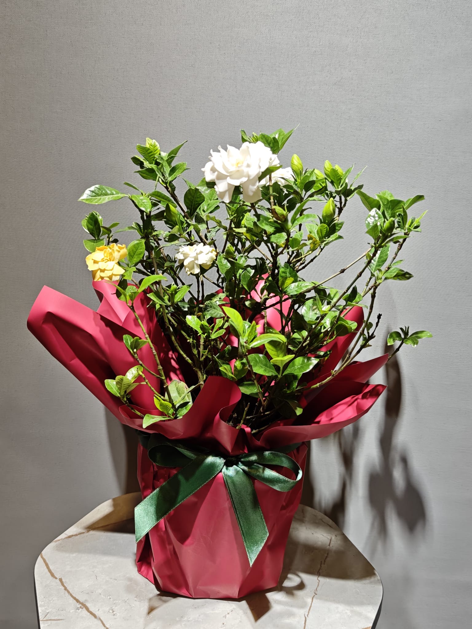 Gardenya