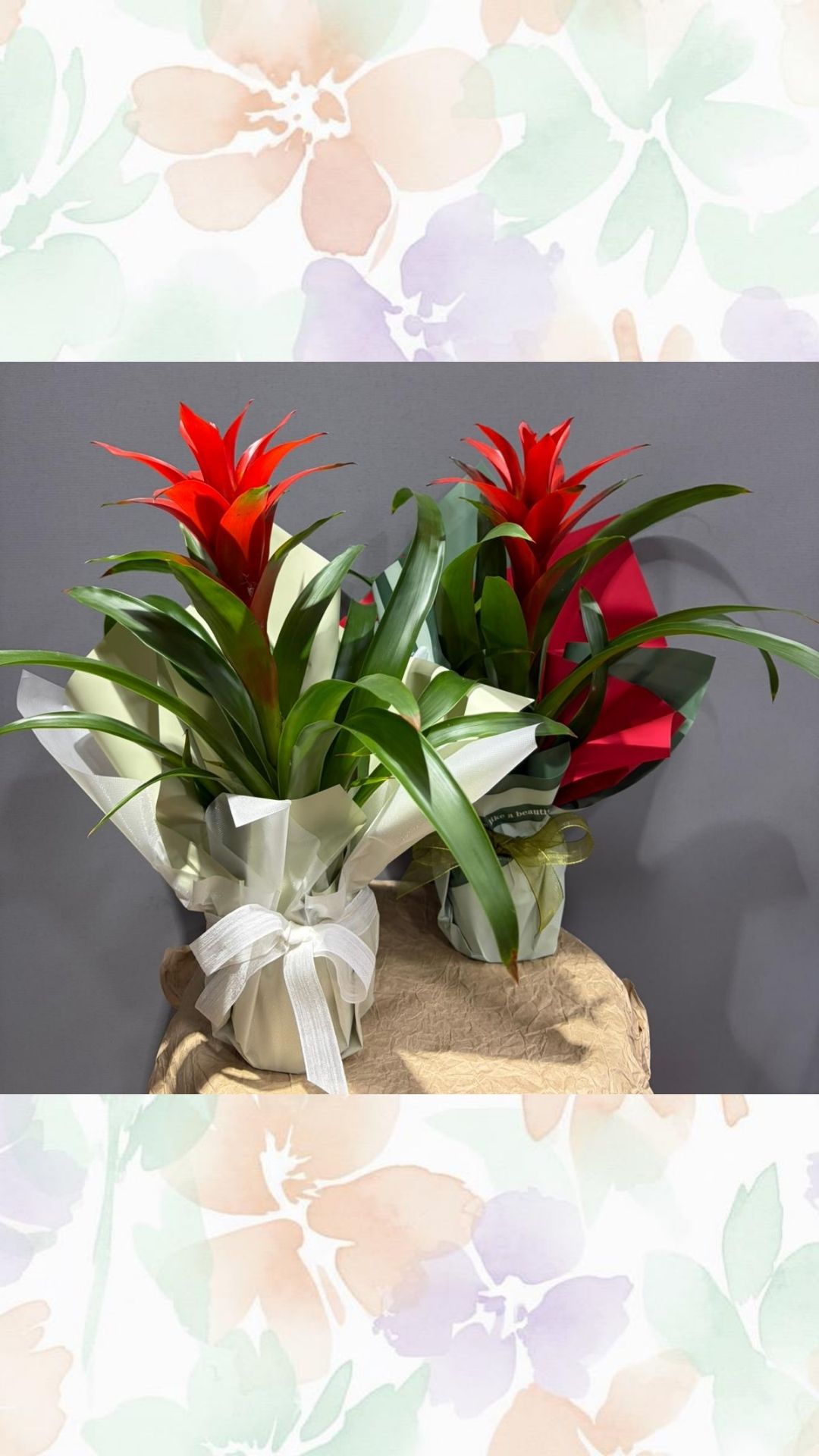 Guzmanya ( turuncu kırmızı