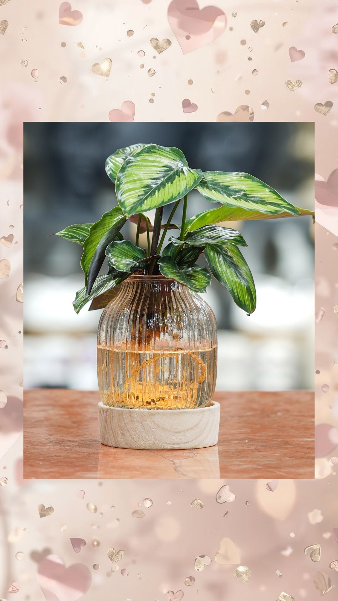 ışıklı cam vazoda su kültürü bitki