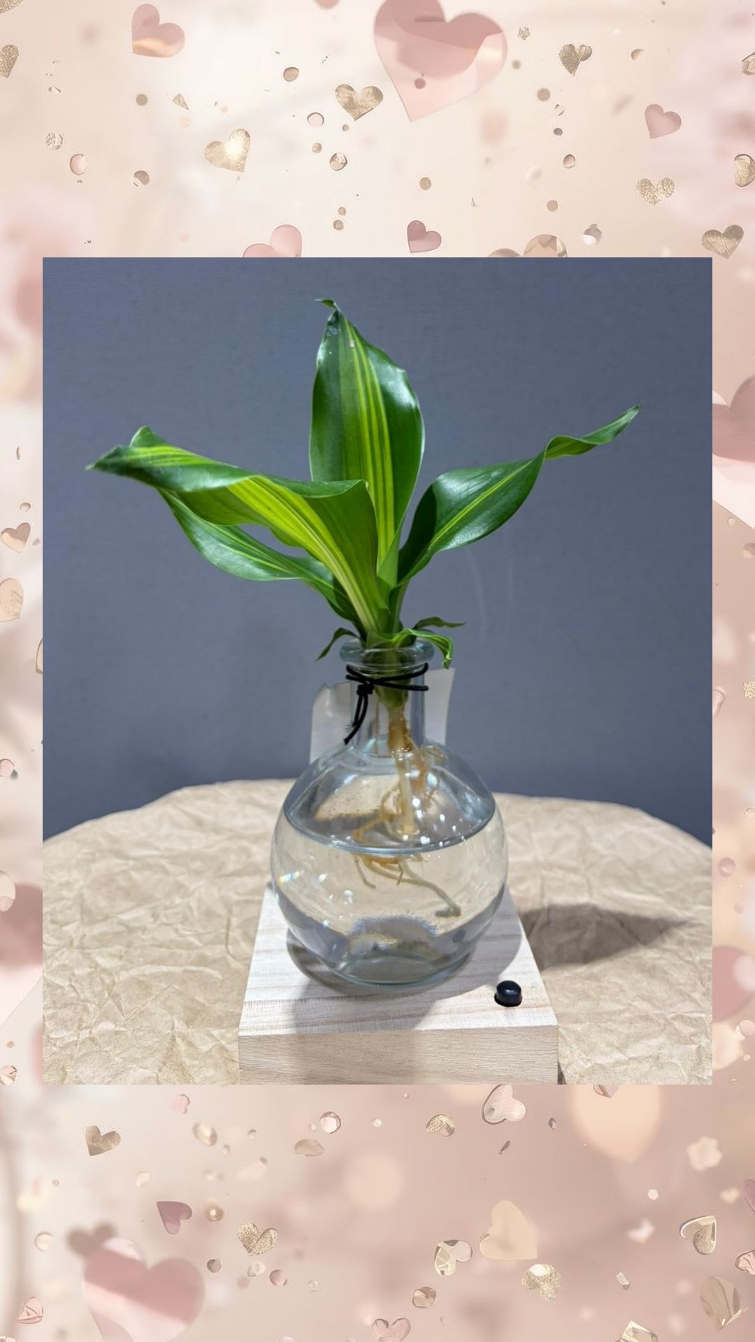 ışıklı cam vazoda su kültürü masengena