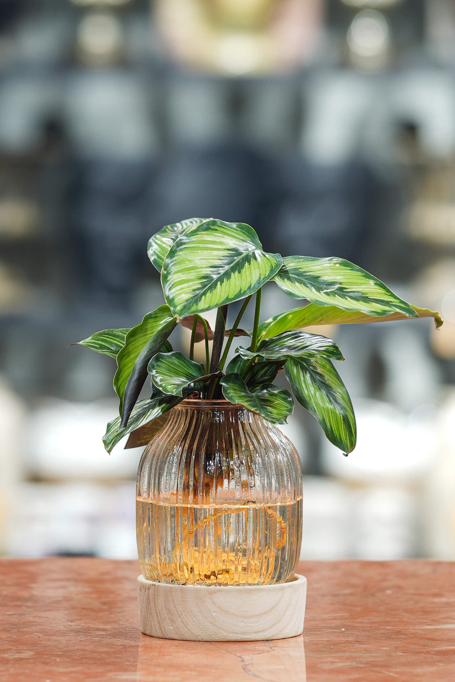 IŞIKLI TABAN ÜZERİ AQUA KÜLTÜR DUA ÇİÇEĞİ