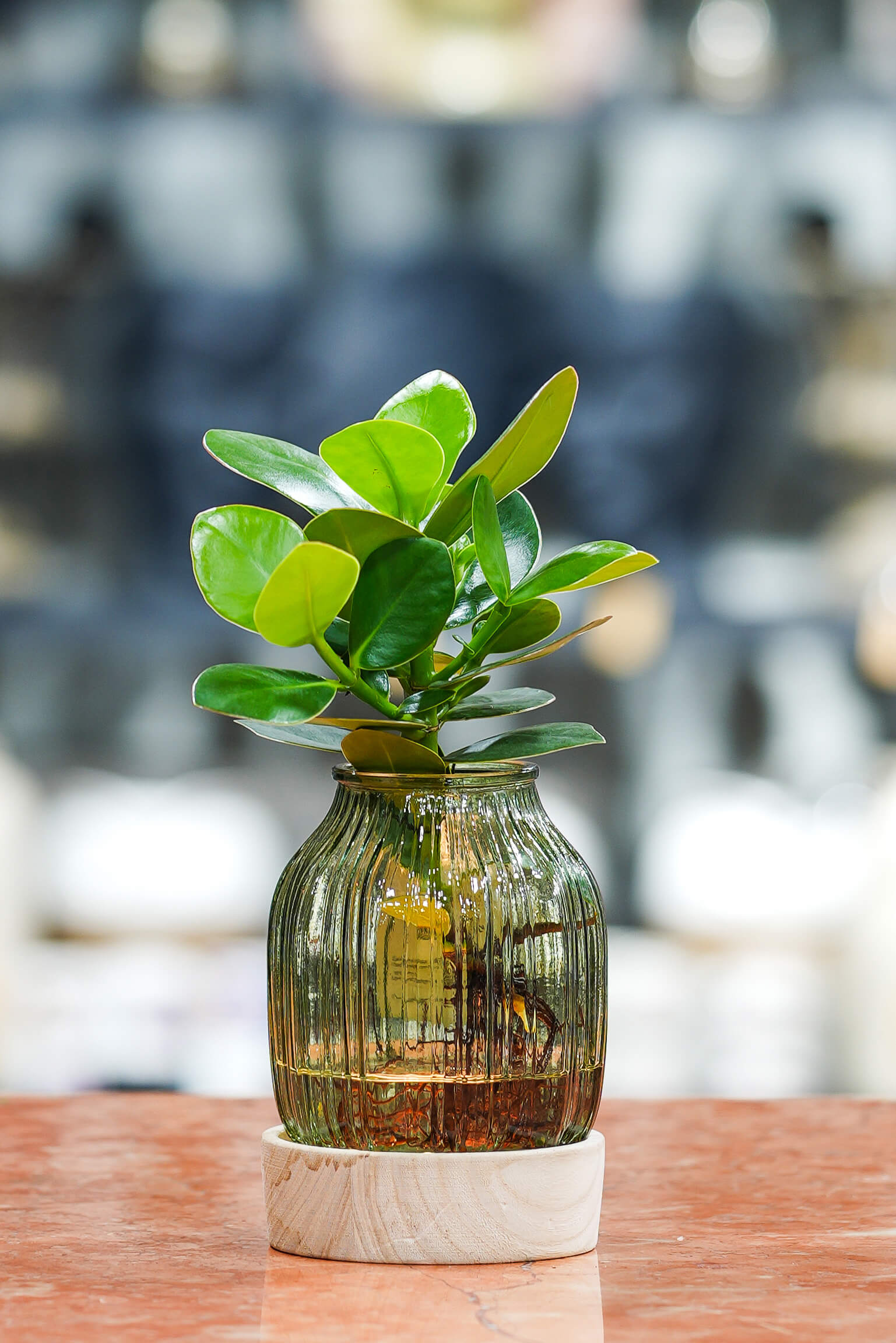 IŞIKLI TABAN ÜZERİ AQUA KÜLTÜR İMZA ÇİÇEĞİ