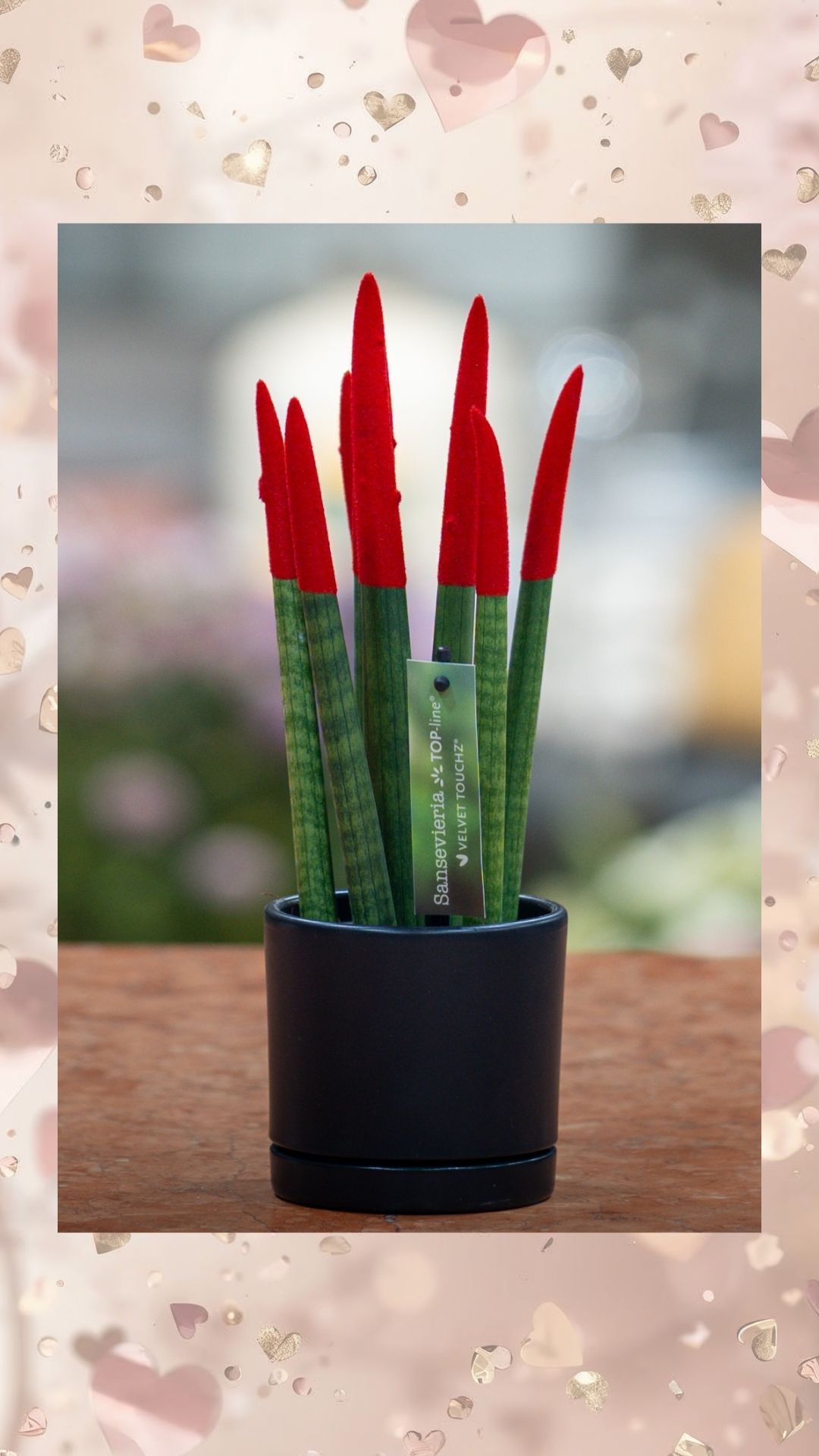 Kırmızı Sansavaria İTHAL