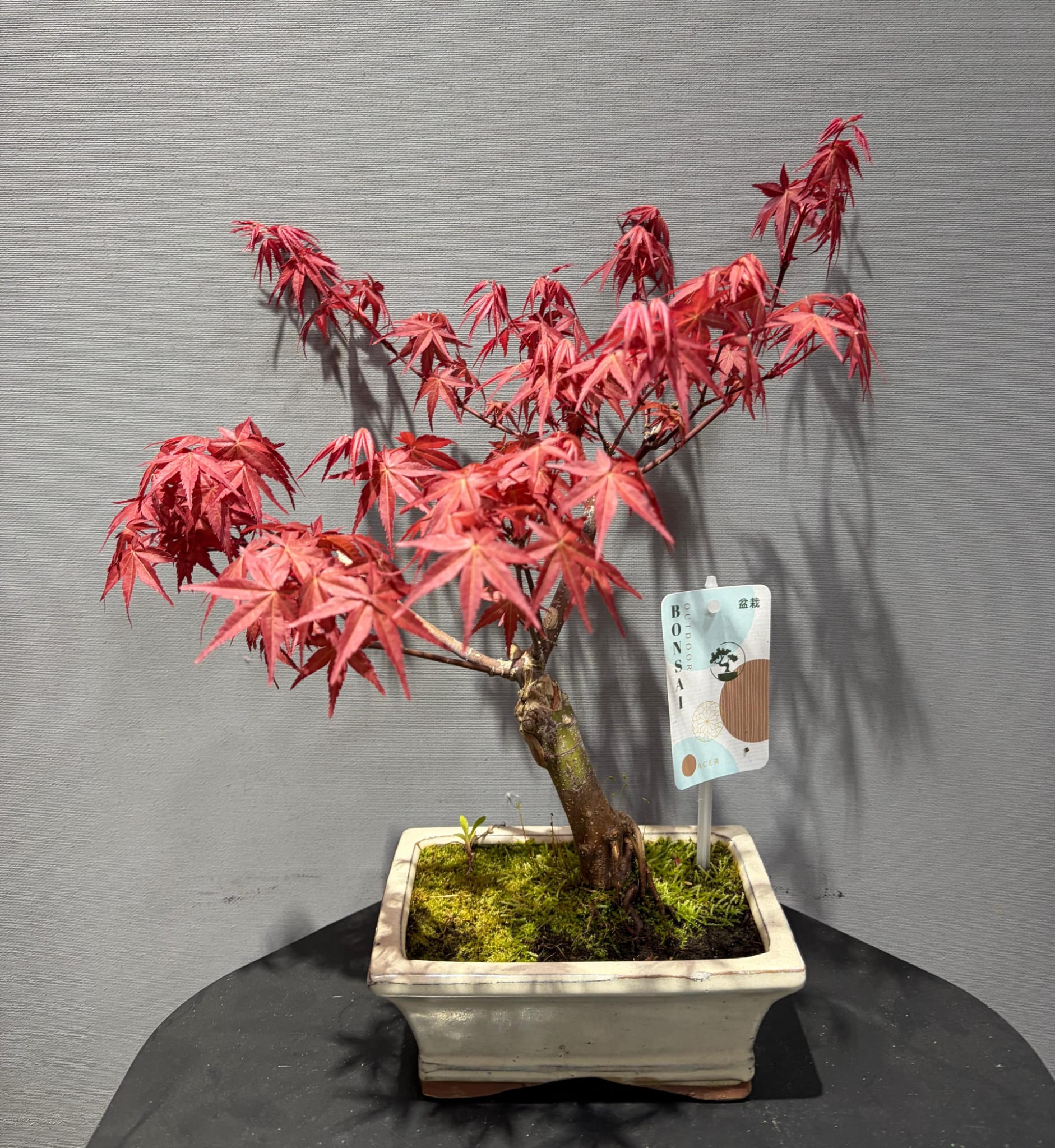 KIRMIZI YAPRAKLI AKÇAAĞAÇ BONSAİ