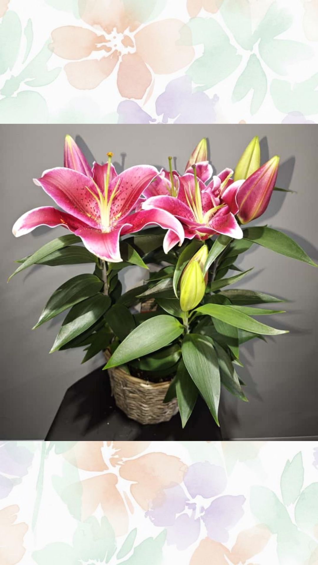 lilyum saksılı ithal