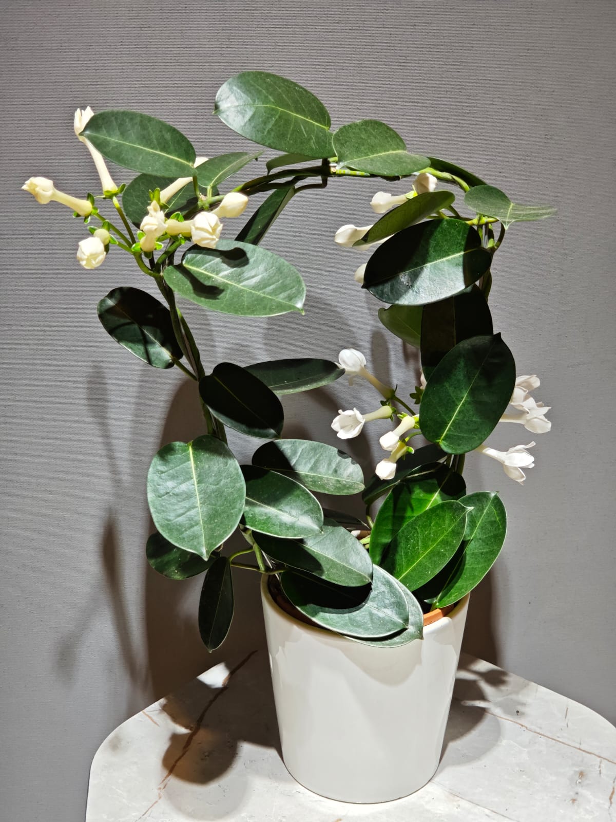 Madagaskar Yasemini