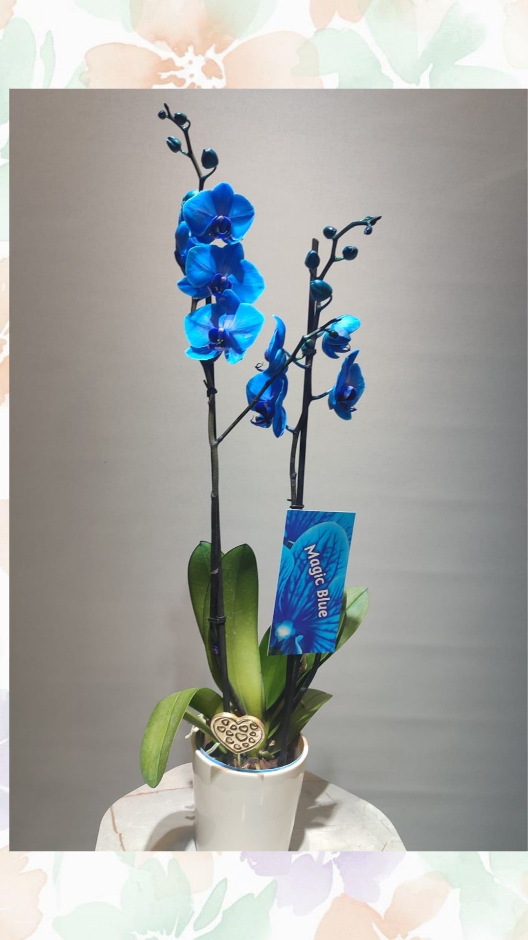 mavi orkide çift dallı