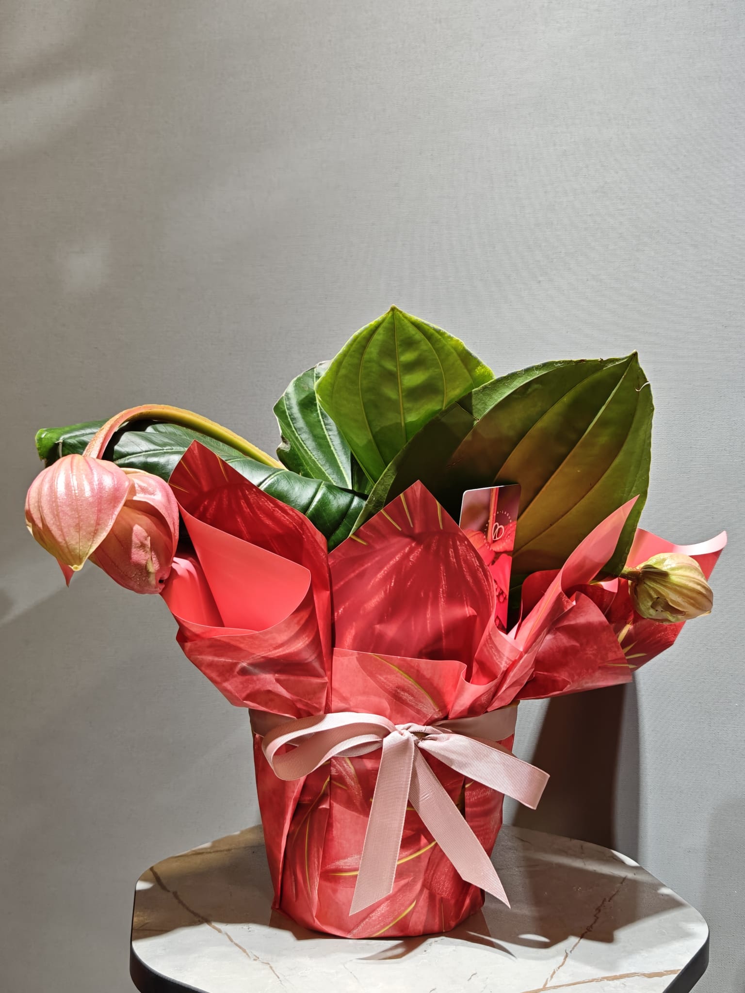 Medinilla