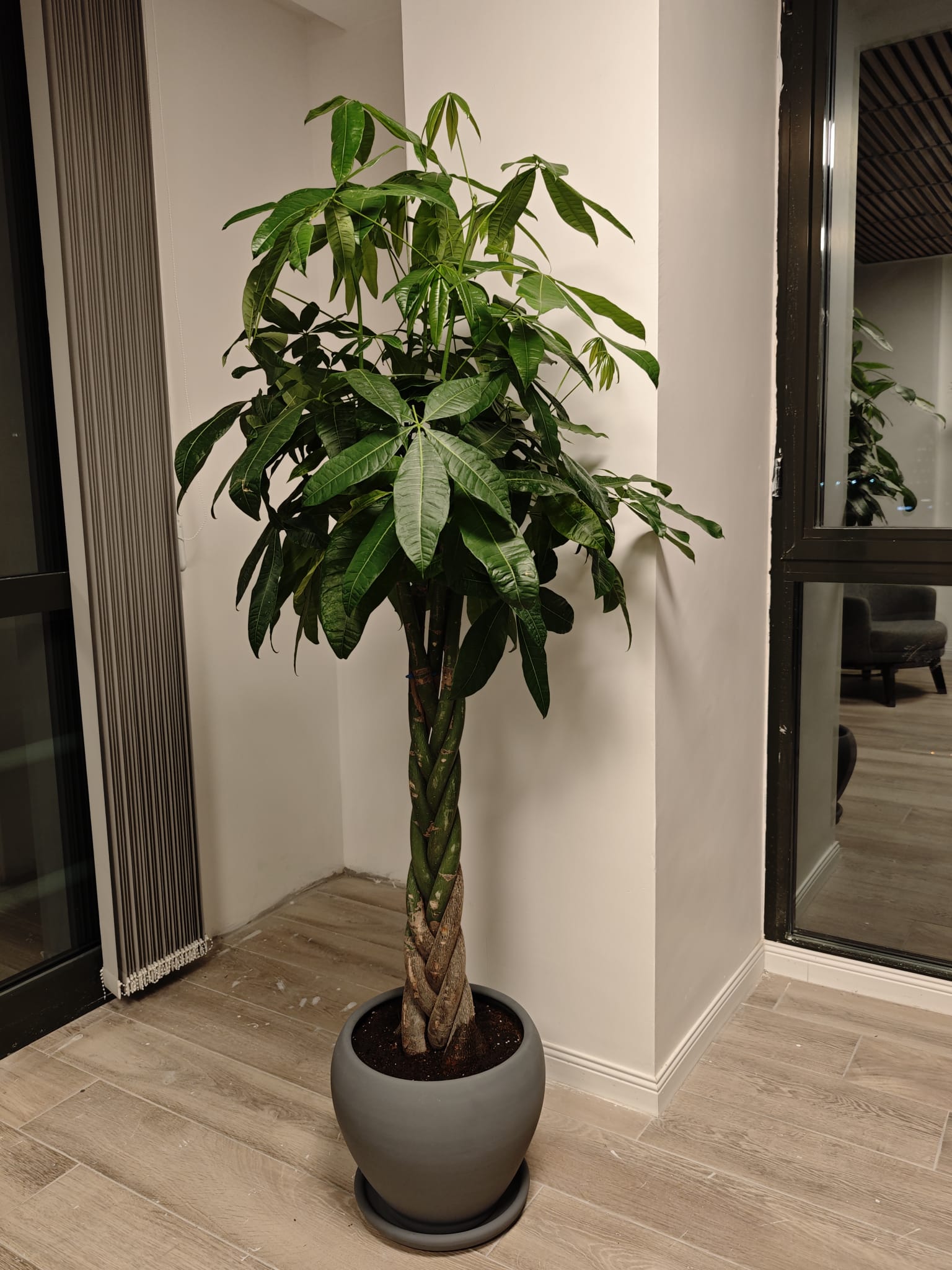 pachira örgü gövdeli 160-180cm seramik saksılı