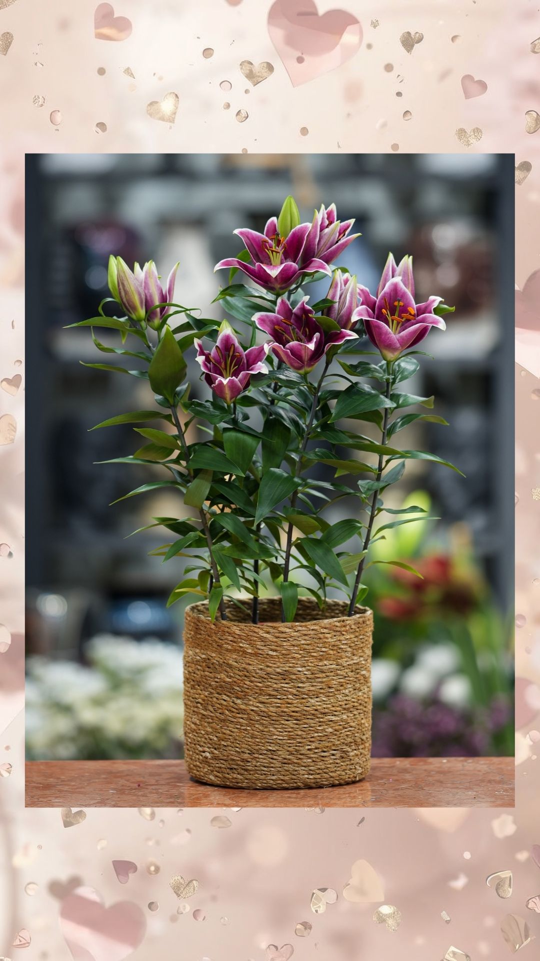 pembe saksılı ithal lilyum