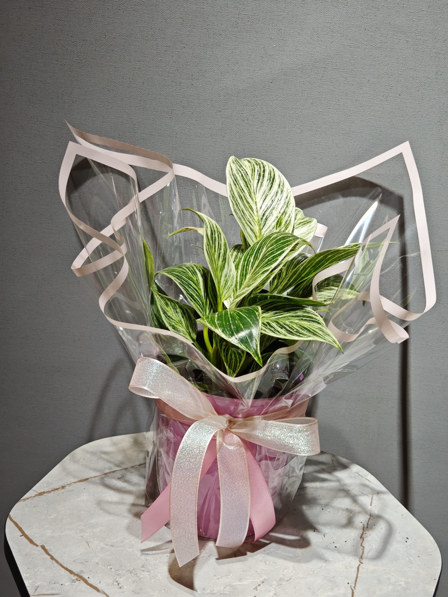 Philodendron (İTHAL - Seramik Saksılı)