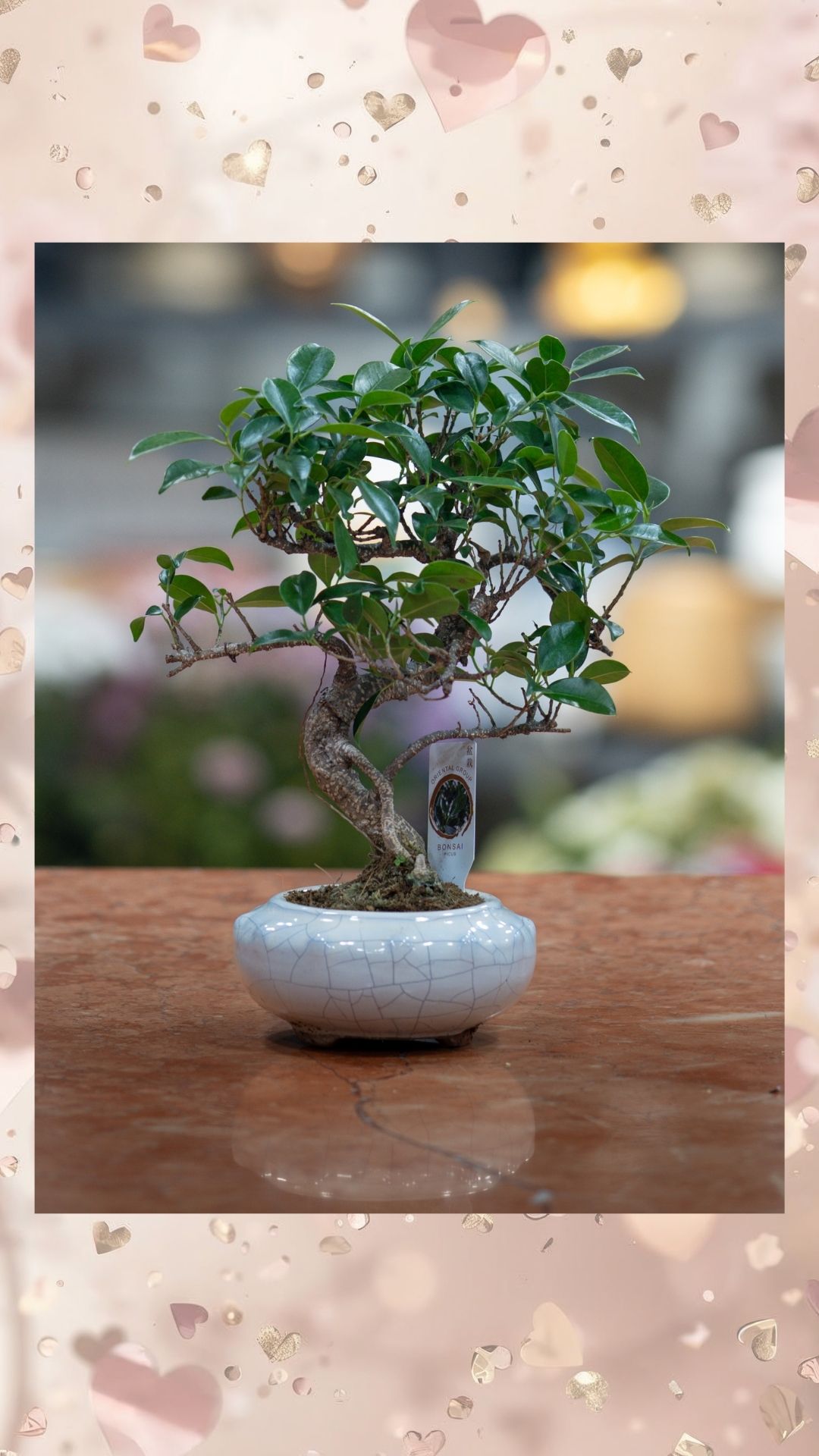 s bonsai seramik saksılı