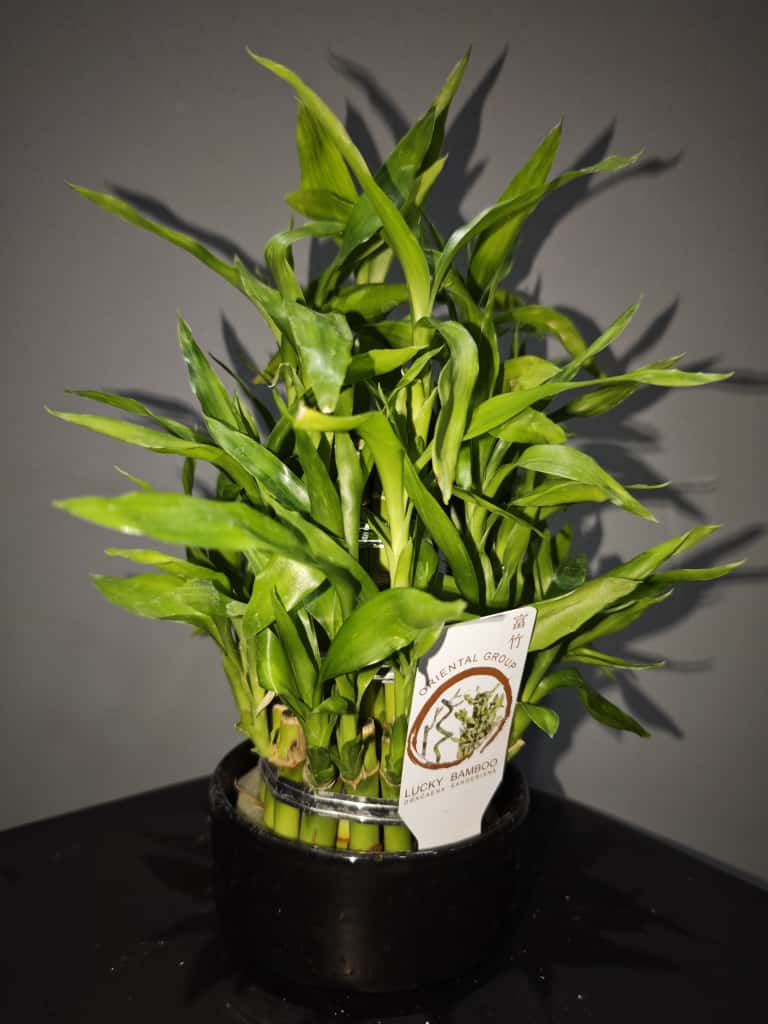 Şans Bambusu (Lucky Bamboo)