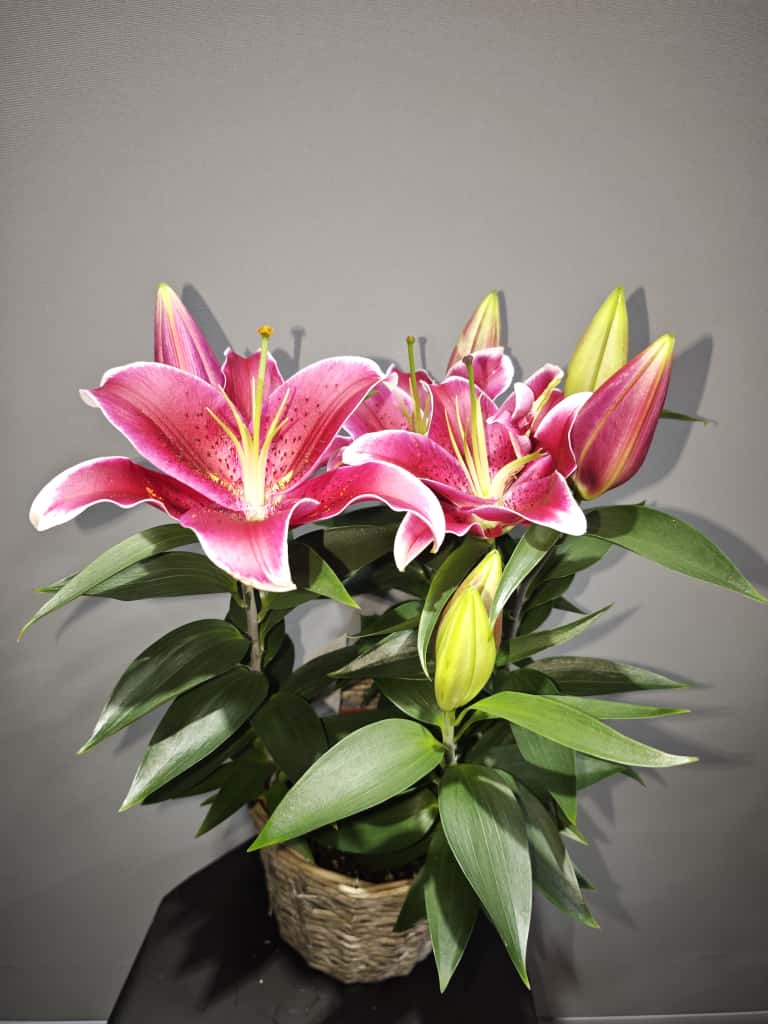 SEPETTE PEMBE LİLYUM 