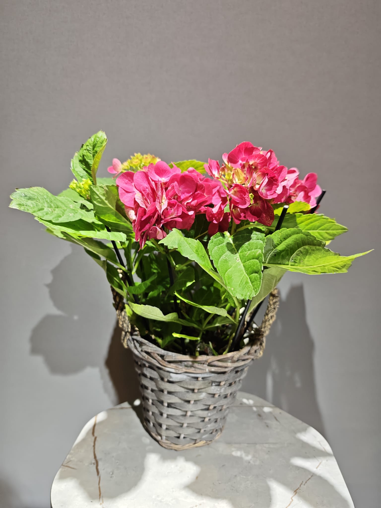sepette pembe ortanca (ithal)
