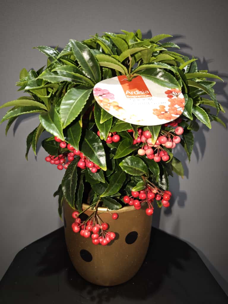 Seramik Saksılı Ardisia (İthal)
