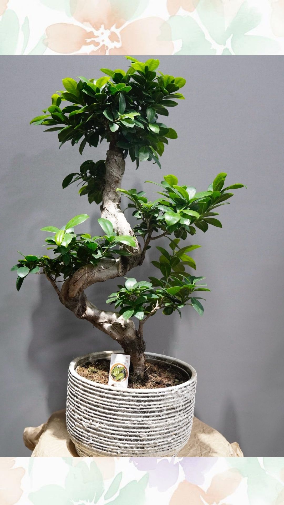 seramik saksılı s bonsai dev boy